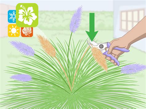 Ways To Prune Ornamental Grasses Wikihow