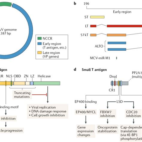 | Structure and function of the Merkel cell polyomavirus genome. a ...