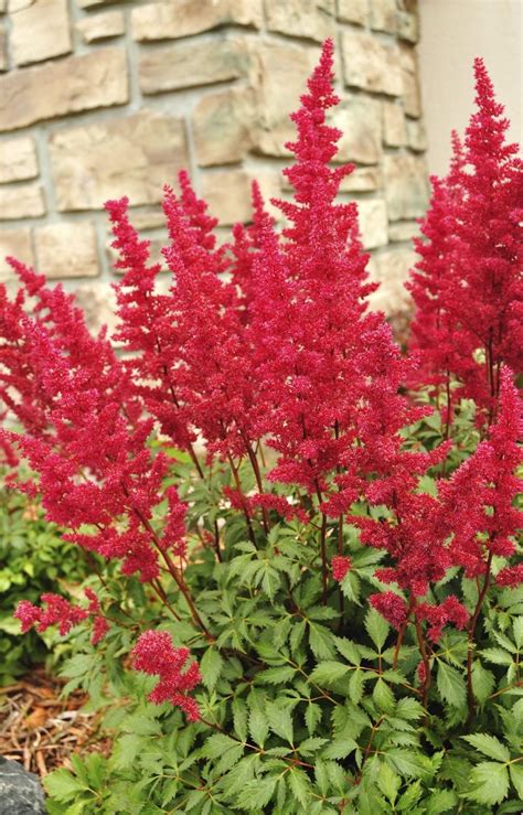 Propagating Astilbe Plants Learn About Astilbe Plant Propagation In Gardens Gardening Know How