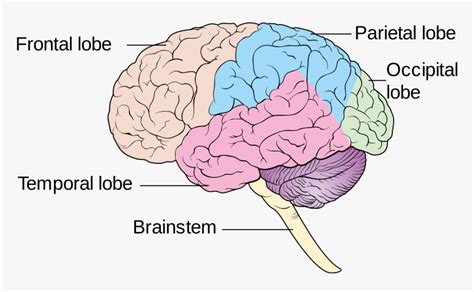 Diagram Showing The Lobes Of The Brain Cruk - Human Brain Lobes Diagram ...