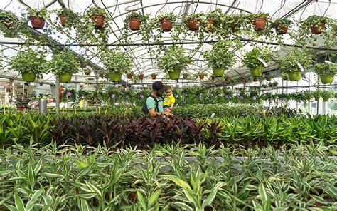 Baby Boy In His Father S Arms Inside A Beautiful Greenhouse Del