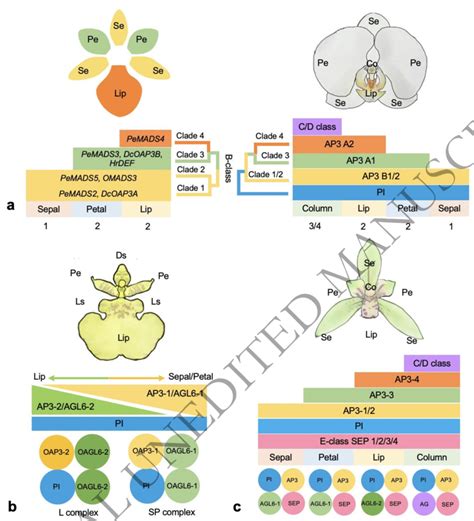 The proposed 'Orchid Code', 'Homeotic Orchid Tepal' (HOT) model,... | Download Scientific Diagram