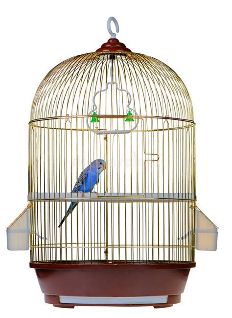 Green parrot in cage stock photo. Image of captivity, conservation - 5087984