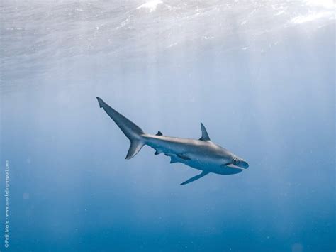 Snorkeling with Sharks off Oahu North Shore | Snorkeling in Hawaii