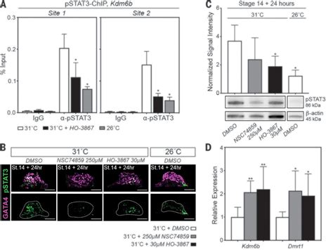 Temperature Dependent Sex Determination Is Mediated By Pstat3