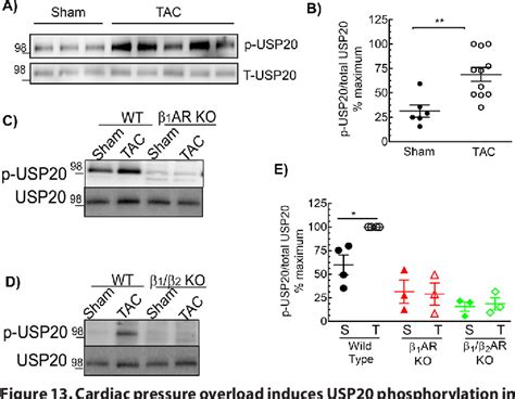 Figure From The Deubiquitinase Ubiquitinspecific Protease Is A