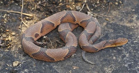 Copperhead Snake