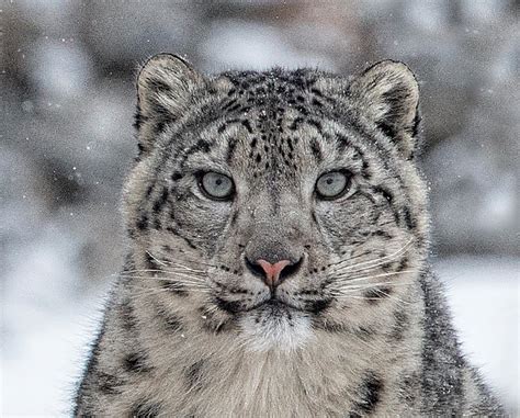 Photography Of Snow Leopards In Mongolias Wild West