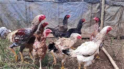 Emater Mg Realiza Dia De Campo De Avicultura No Vale Do Rio Doce