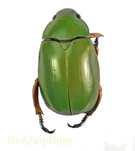 Chrysina Karschi BioQuipBugs