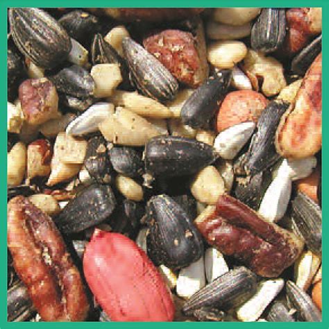 Cole S Special Feeder Assorted Species Wild Bird Food Black Oil Sunflower 20 Lb Wild Bird