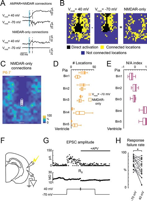 Developing L5 Neurons Have NMDAR Only Connections A Identifying