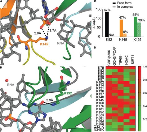 Frontiers Structural Insights Into Tdp 43 And Effects Of Post Translational Modifications