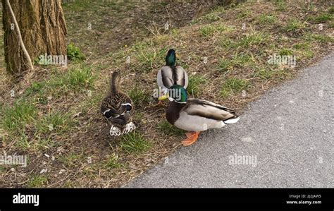 Three Wild Ducks Go For A Walk Stock Photo Alamy