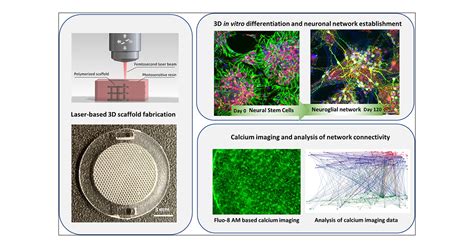 In Vitro Development Of Human Ipsc Derived Functional Neuronal Networks