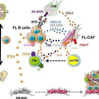 Human Stromal Niche Organization Within FL Bone Marrow A Invaded FL