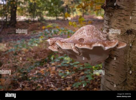 Birch Bracket Fungus Or Birch Pollypore Stock Photo Alamy