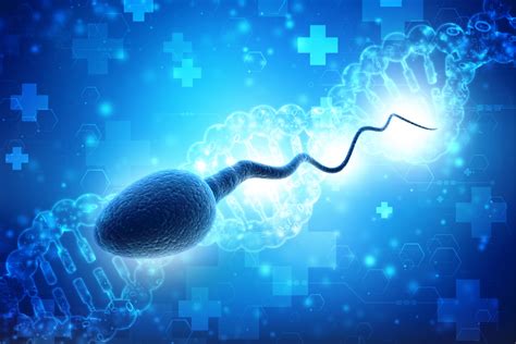 Male Infertility Sperm Dna Fragmentation Explained