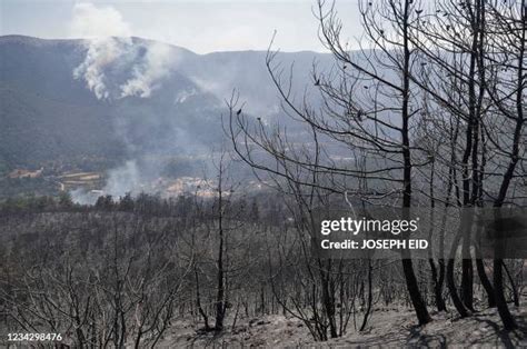 1,065 Forest Of Lebanon Stock Photos, High-Res Pictures, and Images ...