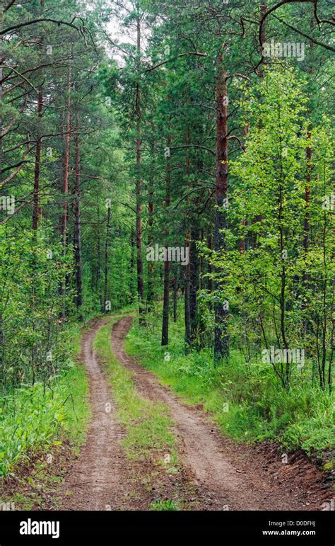 Turn Of The Wood Road Stock Photo Alamy