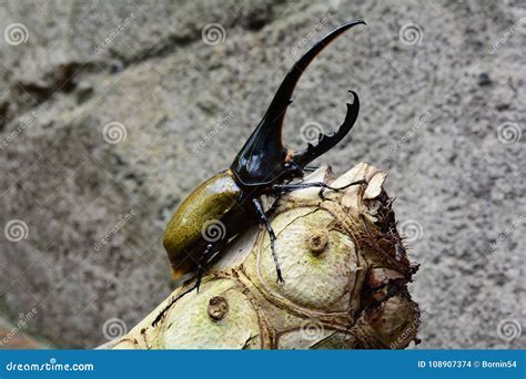 Hercules Beetle Aka Rhino Beetle World`s Largest Extant Beetle Stock