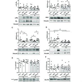 Liver Expression Of Insulin Receptor IR A Insulin Receptor