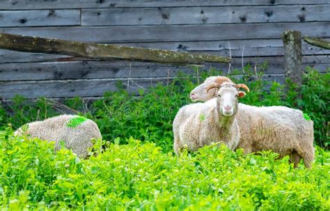 Few Sheep Graze In The Tall Green Grass Stock Photo Image Of Graze