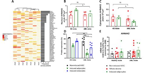 Molecular Alterations In Stroma Cells Of Aml Patients And Functional