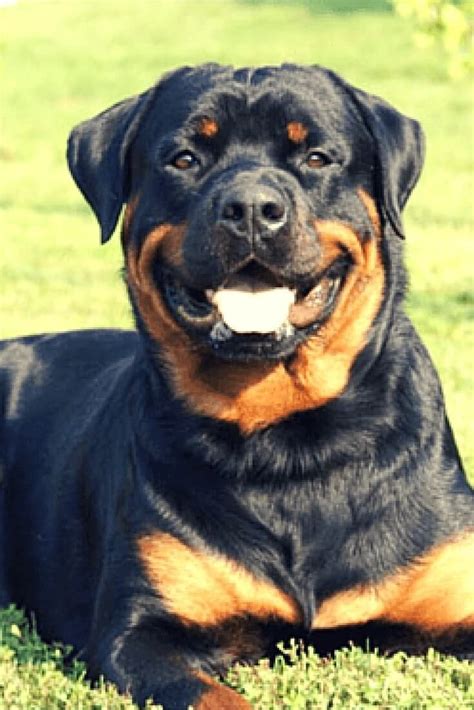 17 Best Images About Rottweiler On Pinterest Rottweiler Mix Best