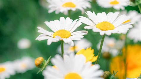 How to Plant, Grow, and Care for Shasta Daisy Flowers