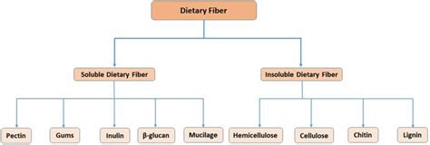 1 Classification Of Dietary Fiber Download Scientific Diagram