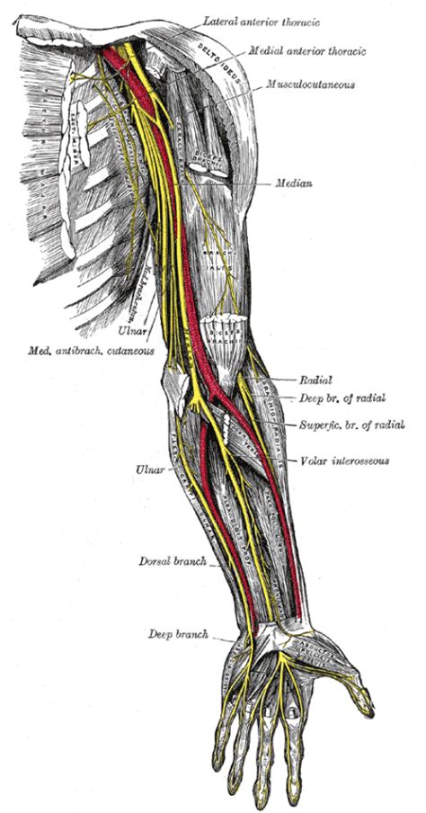 Dorsal Branch Of Ulnar Nerve Wikipedia