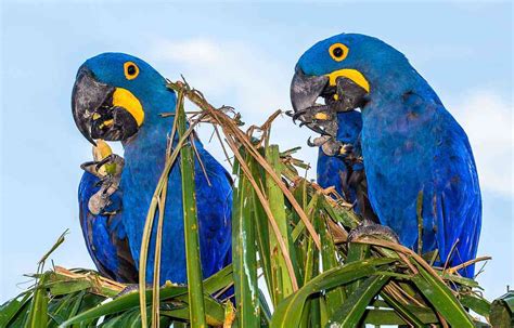 Arara Azul Reprodução Características Risco De Extinção