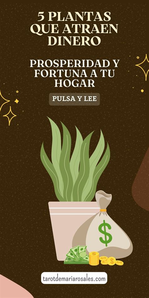 5 Plantas Que Atraen Dinero Prosperidad Y Fortuna A Tu Hogar Artofit