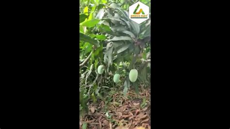 Swaroop Mango Grafted Plant For Farming And Gardning At Rs Plant