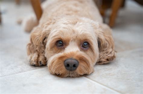 100 Cockapoo Names Name Ideas As Sweet As This Breed