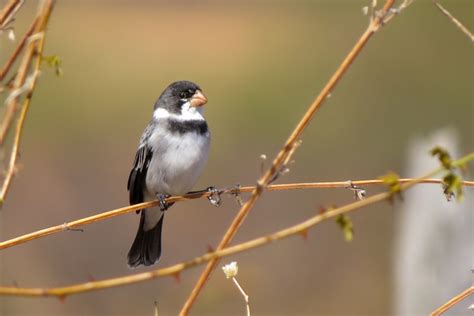 Foto Golinho Sporophila Albogularis Por Jefferson Bob Wiki Aves A