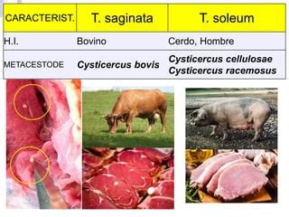 Orden Taenidea Taenia Soleum Y Saginata Pdf