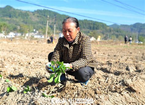 “接茬”轮作抢农时！三穗县吹响秋种产业号角种植油菜水稻