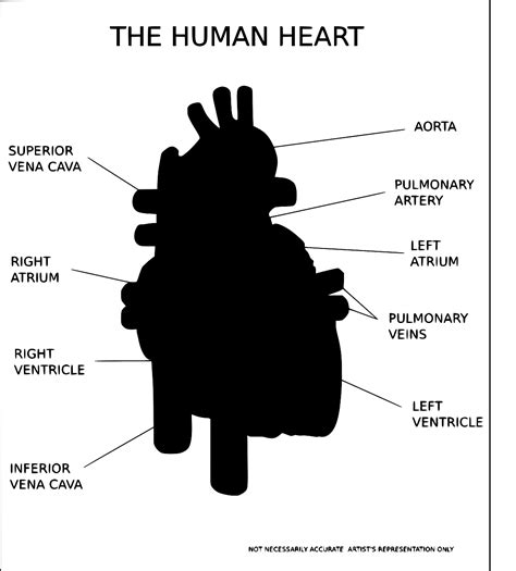 Free Heart Anatomy Svg 793 SVG PNG EPS DXF File