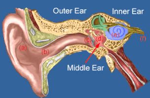 How Hearing Works Medical