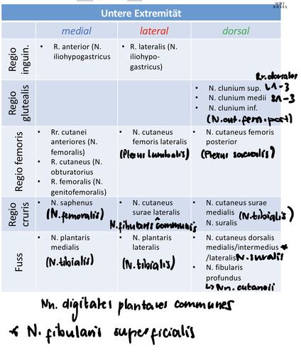 Nerven Untere Extremität Flashcards Quizlet