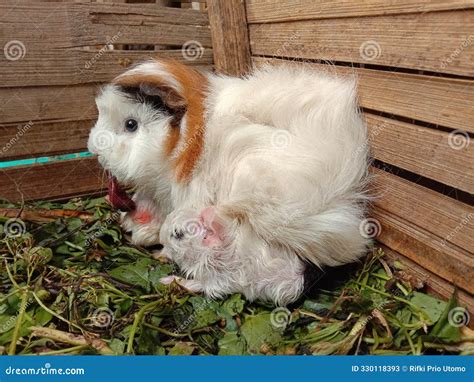 Mother White Peruvian Guinea Pig Gives Birth To Twins Stock Image