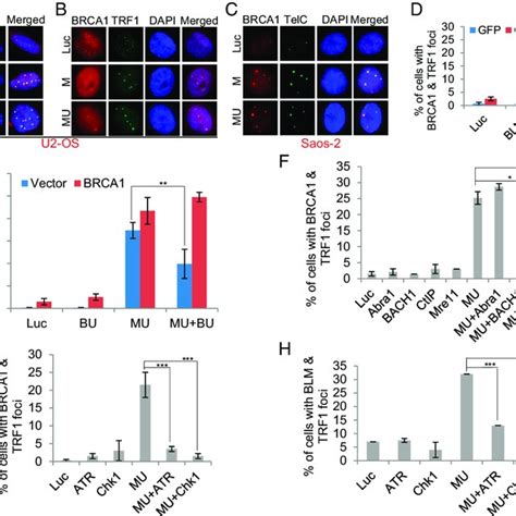 Brca And Blm Cooperatively Promotes Dna End Resection And Homologous