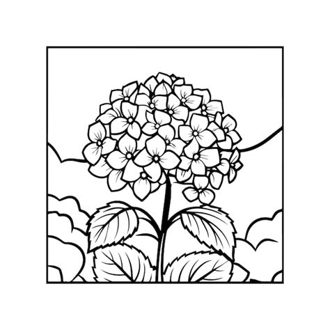 Premium Vector Hydrangea Coloring Pages Hydrangea Flower Outline