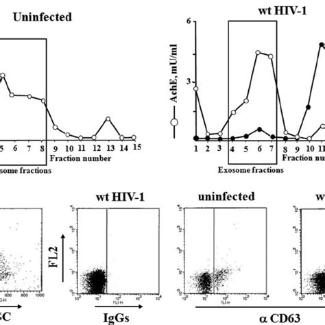 Hiv 1 Replicates In Quiescent Cd4 ϩ T Lymphocytes Treated With Exosomes