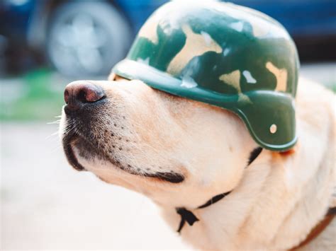 Get To Know Gabe, The Canine Hero, And His Inspiring Story