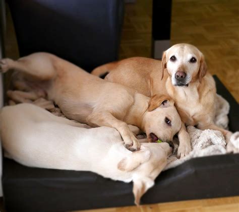 Rottweiler Yellow Lab Mix