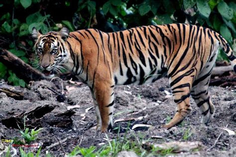 populasi harimau sumatra  menurun hilangnya mangsa  habitat