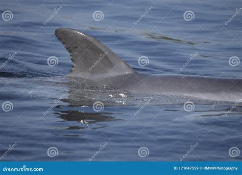 Dorsal Fin Of A Bottlenose Dolphin Tursiops Truncates In The Atlantic